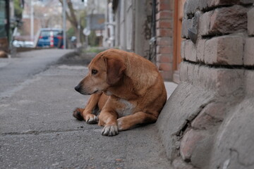 stray feral dog on a street