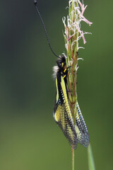 Libellen-Schmetterlingshaft