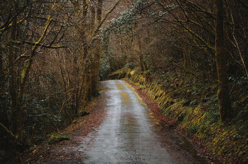 Rural road through thick autumn forest