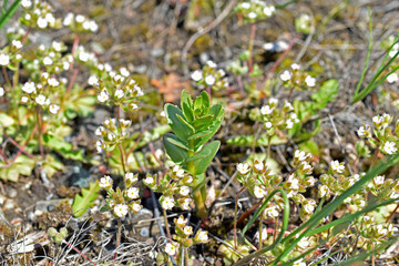 Purple flowers of the great breakwater Androsace maxima subsp. caucasica