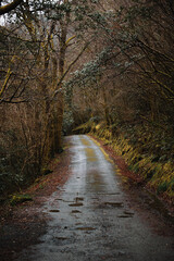Obraz premium Rural road through thick autumn forest