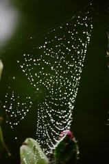 Wet spider web in succulent plant