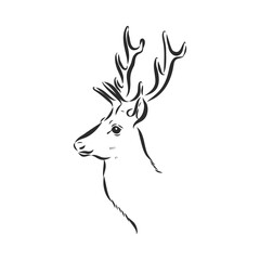 Fototapeta premium vector - Deer - hand draw , isolated on background