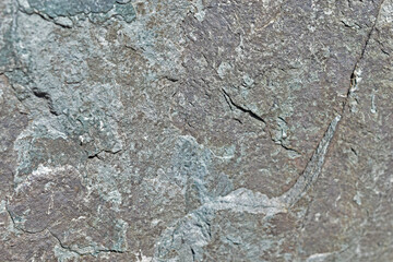 Gray rock surface of stone and plants in the field