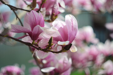 Fototapeta premium Beautiful purple magnolia flowers in the spring season on the magnolia tree. Blue sky background.