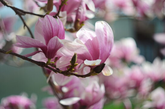 Beautiful purple magnolia flowers in the spring season on the magnolia tree. Blue sky background.