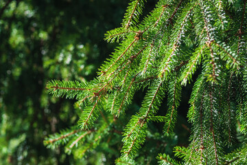 Spruce branches in summer forest in the sun, closeup