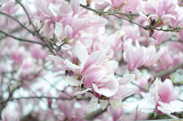 Beautiful purple magnolia flowers in the spring season on the magnolia tree. Blue sky background.