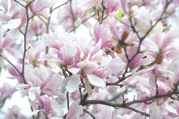 Fototapeta na wymiar Beautiful purple magnolia flowers in the spring season on the magnolia tree. Blue sky background.
