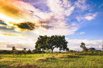 tree highlighted in the middle of a meadow with sunset light forming colors on the horizon