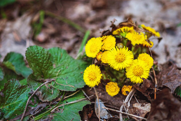 Coltsfoot or Foalfoot yellow flowers blooming in spring forest