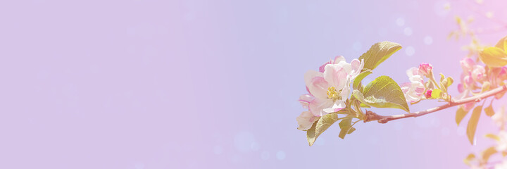 Soft spring background, blurred flowering branch on a pastel gradient blue-pink background. Copy space.