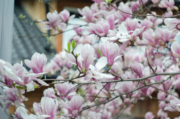 Beautiful purple magnolia flowers in the spring season on the magnolia tree. Blue sky background.