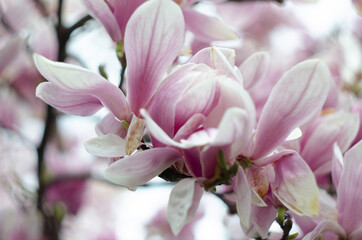 Obraz premium Beautiful purple magnolia flowers in the spring season on the magnolia tree. Blue sky background.