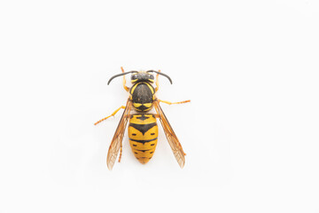 Looking straight down  on a yellow jacket on a white background