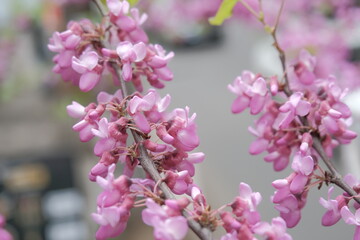 Fototapeta premium pink flowers on branches of Eastern Redbud or Eastern Redbud Cercis canadensis on the street in the city. pink flowers appear in the spring on the streets of Tbilisi. Selective focus
