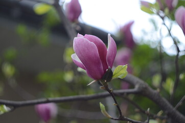 Obraz premium Beautiful purple magnolia flowers in the spring season on the magnolia tree. Blue sky background.