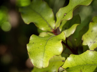 Red Matipo (Myrsine australis) shrub, endemic to New Zealand