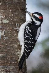 woodpecker on a tree