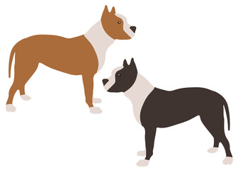 Pit bull dog in the set. Vector image.