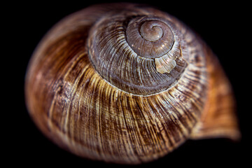 Snail shell in close up. Still life photography in studio.