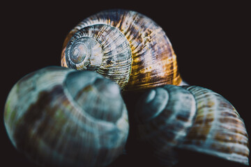 Snail shells in close up. Still life photography in studio.