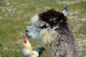 Lama