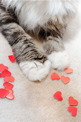 White-gray fluffy cat with hearts around. Resting on a white fluffy blanket. Soft cat paws close up. Vertical.
