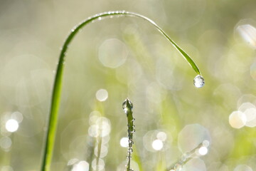 water drops bokeh. Detail of a drop of water with the reflection in focus and the rest of the image with bokeh