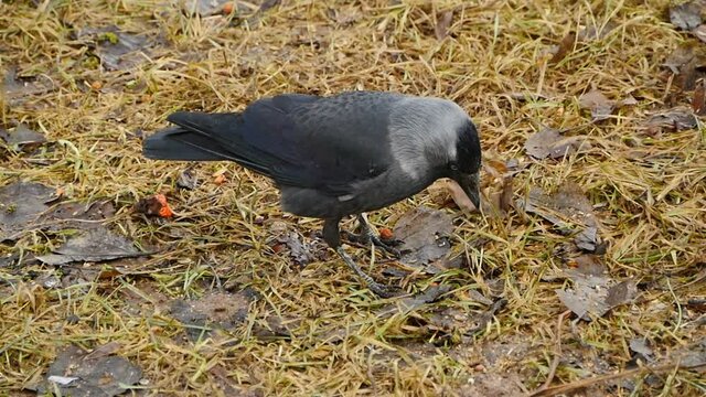 birds jackdaws in last year's fallen leaves in search of insects close-up, tracking shot