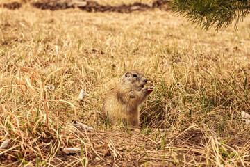 Ground squirrel on a meadow among grass eating a piece of apple.  Amazing and funny animal.