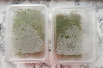 Microgreens in a tray, top view. Germinating seeds for greens. Growing microgreens at home on a windowsill.