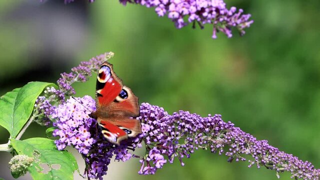 Peacock butterfly feeding nectar on lilac flower
