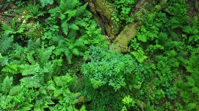 Aerial view of the primary forest Corkova uvala in Plitvice Lakes National Park, Croatia