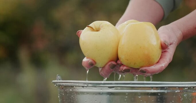 Man holding appetizing yellow apples over a bucket of water