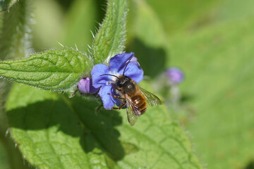 Red mason bee (Osmia bicornis), family Megachilidae on flowers of green alkanet (Pentaglottis sempervirens), family borage (Boraginaceae) in the garden. Spring, Netherlands, May