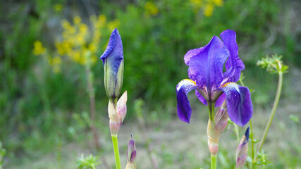 Schwertlilie blau