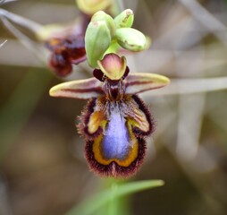 Venus Mirror Orchid (Ophrys speculum). Located in uncultivated meadows in Munilla, La Rioja, Spain.