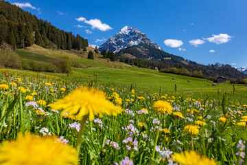 Rubihorn - Allgäu - Oberstdorf - Frühling - Löwenzahn - Blumen  