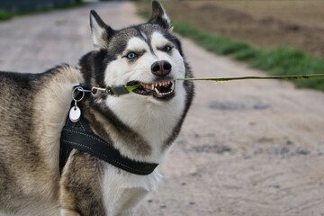siberian husky puppy is playing with the dog leash