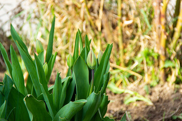 the closed tulips with green background