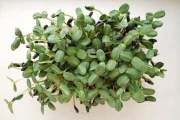 Microgreens in a tray, top view. Sunflower microgreens. Growing microgreens at home.
