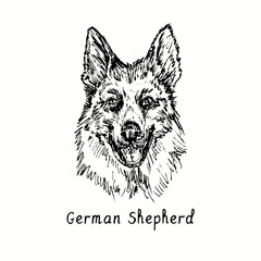 German Shepherd (Deutshe Schäferhund) muzzle front view. Ink black and white doodle drawing in woodcut style.