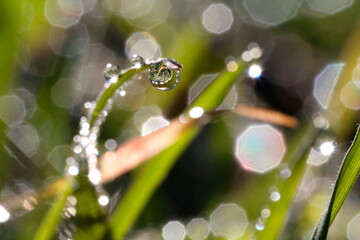 water drops bokeh. Detail of a drop of water with the reflection in focus and the rest of the image with bokeh