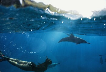 Swimming with Wild Spinner Dolphins in Hawaii 