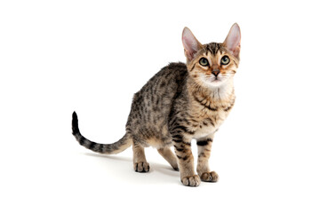 A purebred smooth-haired cat stands on a white background