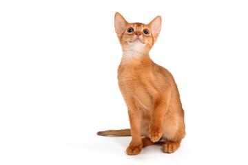 Abyssinian ginger cat sits on a white background