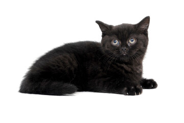 fluffy purebred black kitten with claws outstretched lies on an isolated background