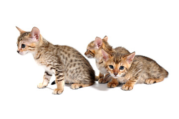 Three purebred kittens sit on a white background