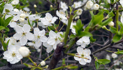 Blossoming tree branches